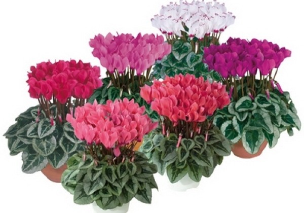 Cyclamen persicum Metis Silverleaf