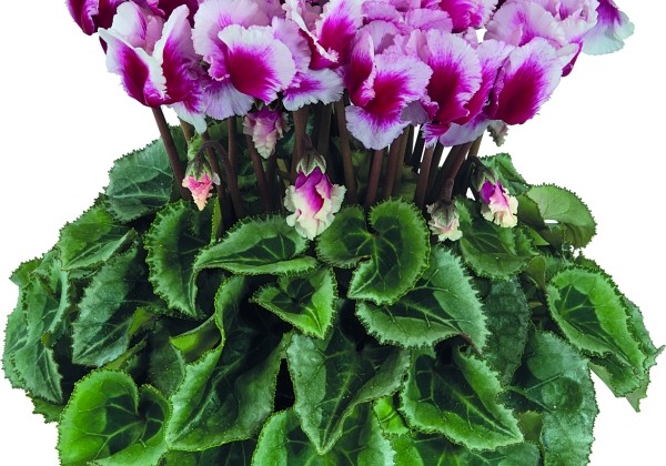 Cyclamen persicum Metis Abanico Deep Magenta