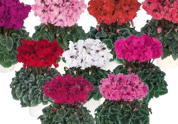 Cyclamen persicum Metis Crispino Mix