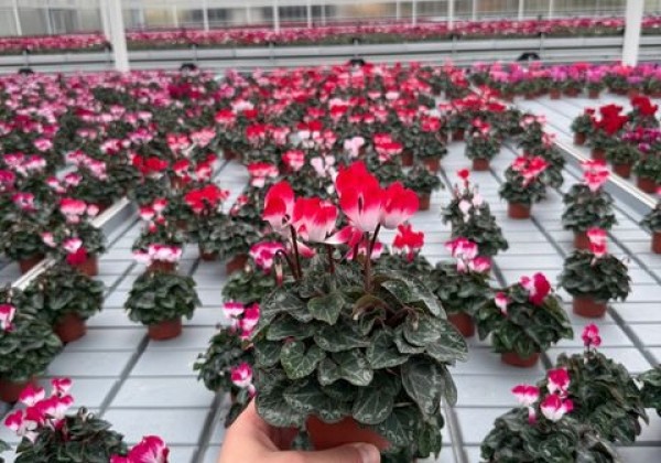 Cyclamen persicum Metis Indiaka F1 Salmon