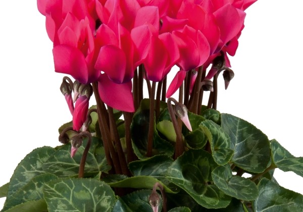 Cyclamen persicum Super Serie Carino Neon Pink