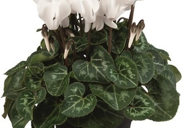 Cyclamen persicum Super Serie Carino Pure White
