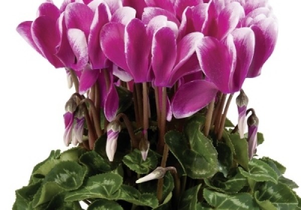Cyclamen persicum Super Serie Carino Fuji Dark Violet
