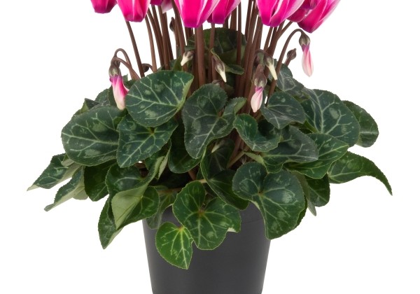 Cyclamen persicum Super Serie Carino Fuji Neon Pink