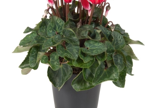 Cyclamen persicum Super Serie Carino Fuji Red
