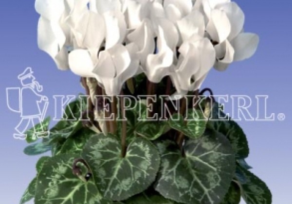 Cyclamen persicum Super Serie Mini Winter Pure White