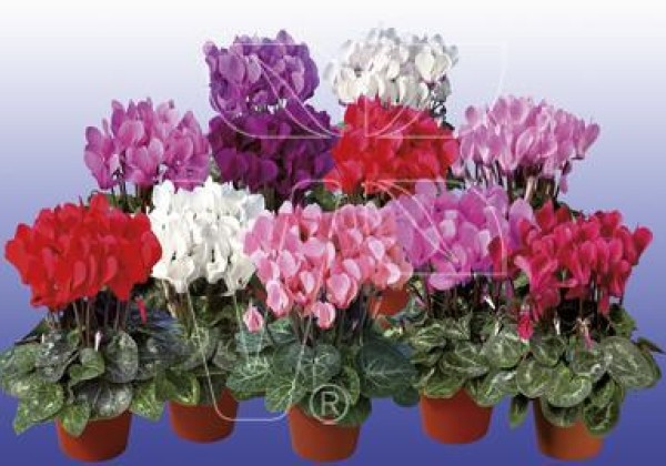Cyclamen persicum Super Serie Mini Winter Mix