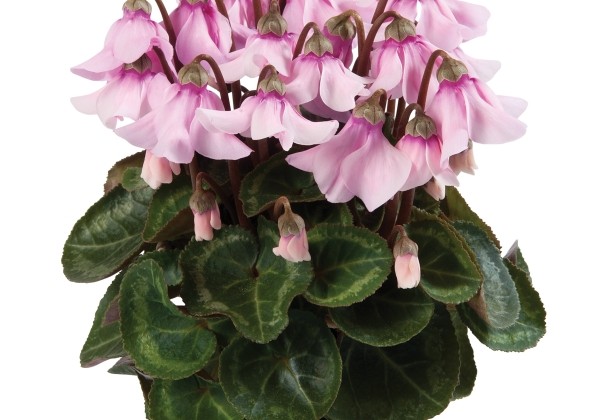 Cyclamen persicum Super Serie Petticoat Light with Eye