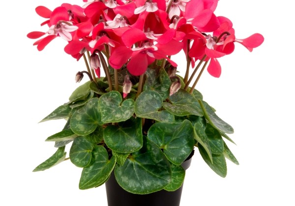 Cyclamen persicum Super Serie Djix Red