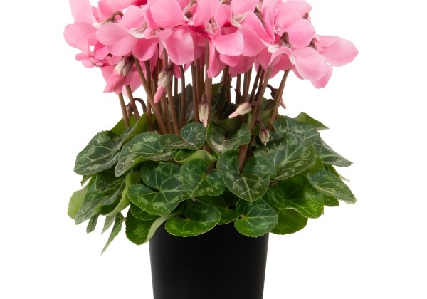 Cyclamen persicum Super Serie Djix Salmon with Eye