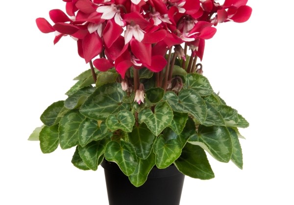 Cyclamen persicum Super Serie Djix Wine Red