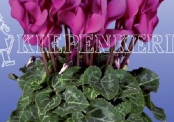 Cyclamen persicum Super Serie Verano Dark Violet