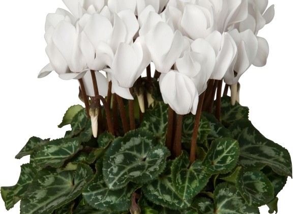 Cyclamen persicum Super Serie Verano Pure White Solar
