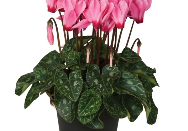 Cyclamen persicum Super Serie Verano Salmon with Eye