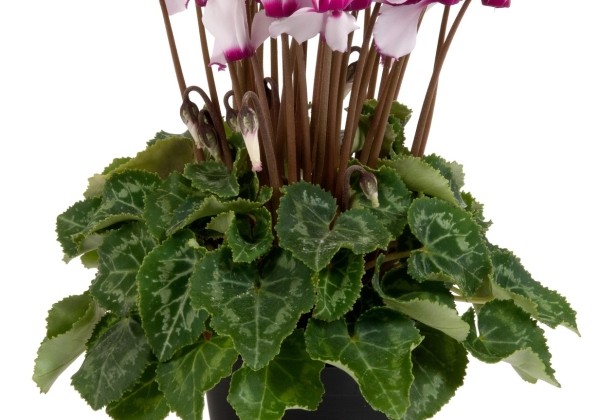 Cyclamen persicum Super Serie Verano Victoria White with Eye