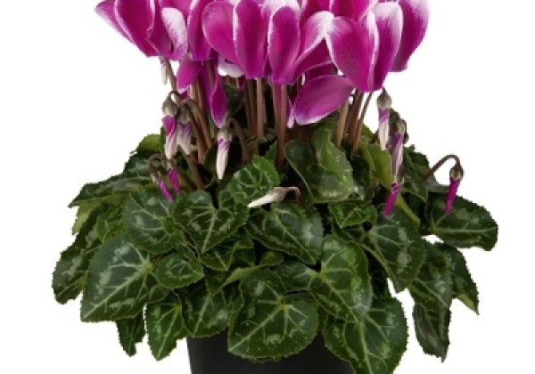Cyclamen persicum Super Serie Verano Fuji Dark Violet