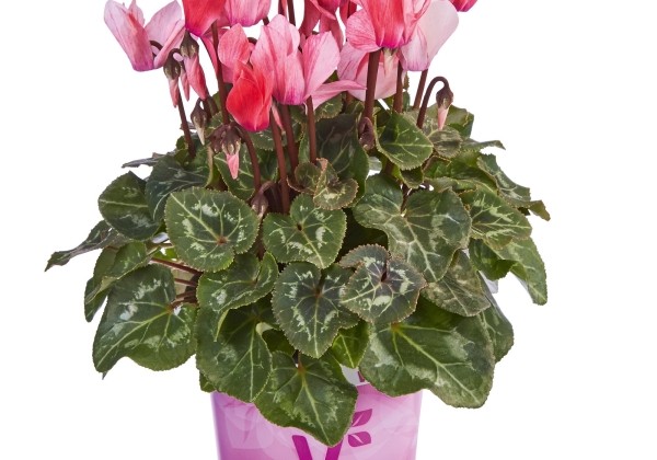 Cyclamen persicum Super Serie Crayon Salmon