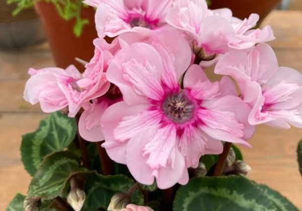 Cyclamen persicum Illusia F1