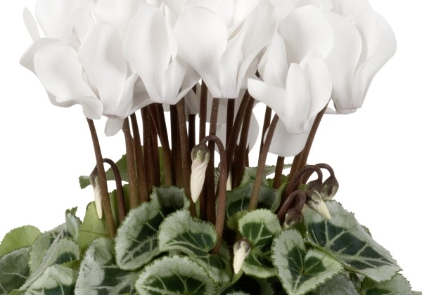 Cyclamen persicum Super Serie Picasso Cream White