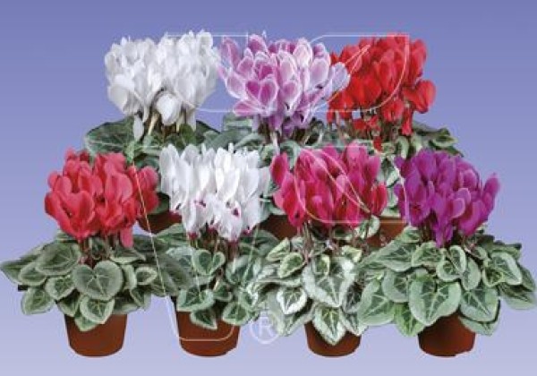 Cyclamen persicum Super Serie Picasso Mix