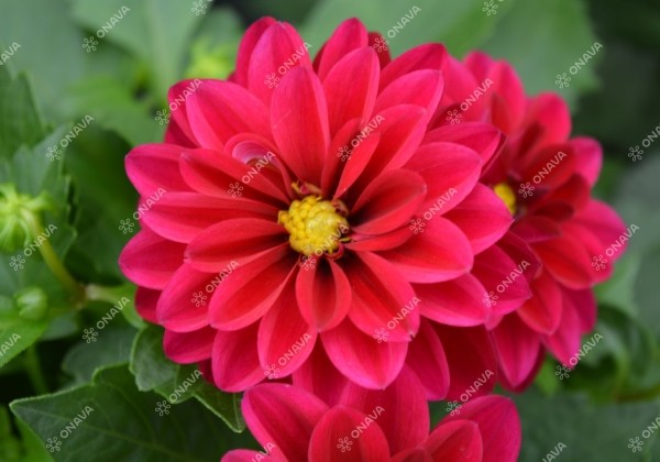 Dahlia hortensis Lubega Burgundy