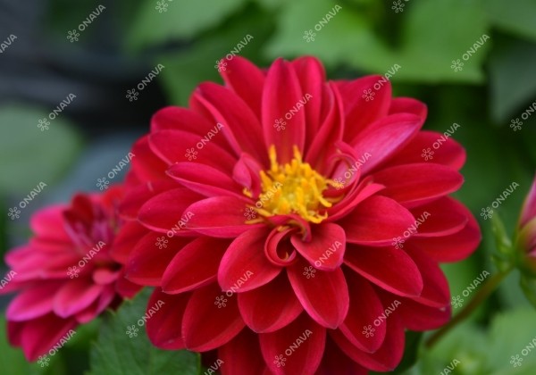 Dahlia hortensis Lubega Burgundy