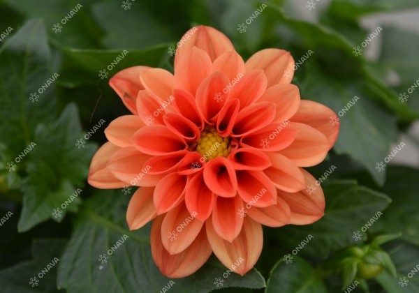 Dahlia hortensis Lubega Orange