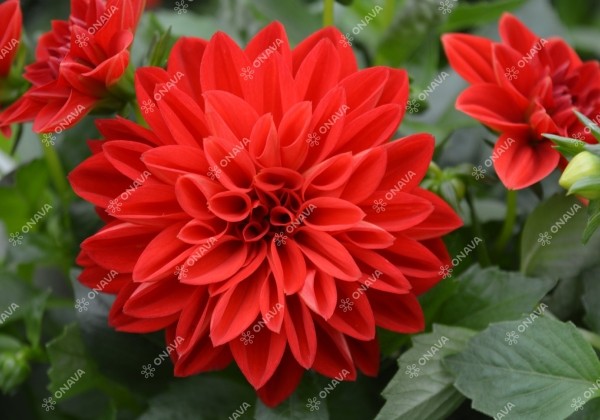 Dahlia hortensis Lubega Scarlet