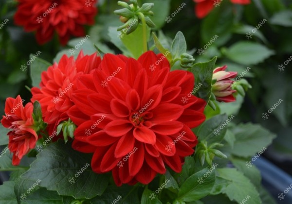 Dahlia hortensis Lubega Scarlet