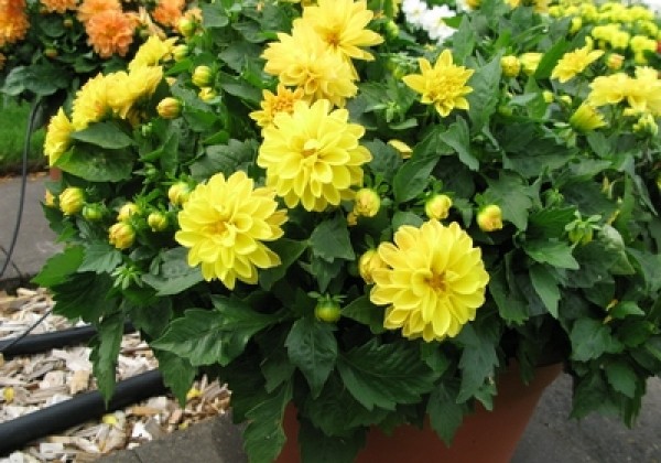 Dahlia hortensis Lubega Yellow