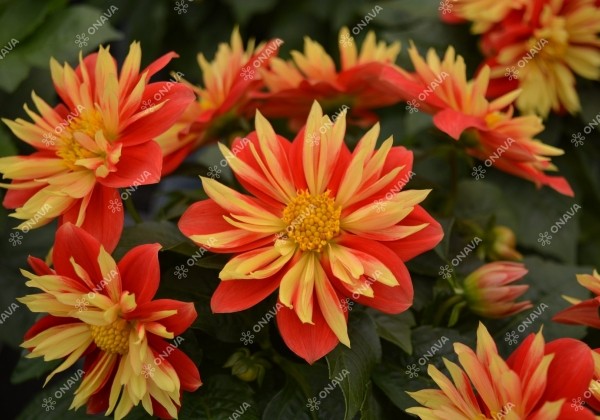 Dahlia hortensis Lubega Special Orange Bicolor