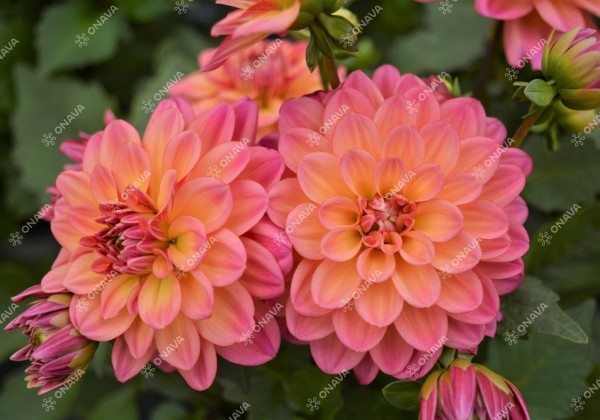 Dahlia hortensis Lubega Special Sunrise