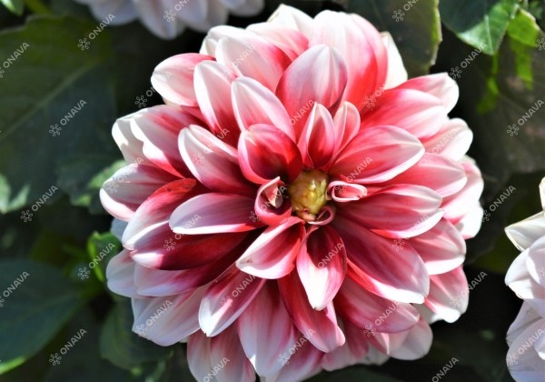 Dahlia hortensis Lubega Special White Red