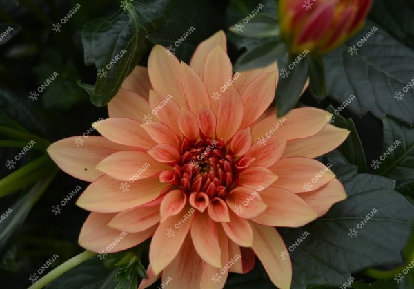 Dahlia hortensis Lubega Power Bronze Bicolor