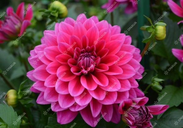 Dahlia hortensis Lubega Power Burgundy