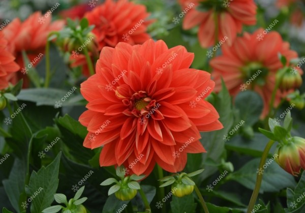 Dahlia hortensis Lubega Power Orange