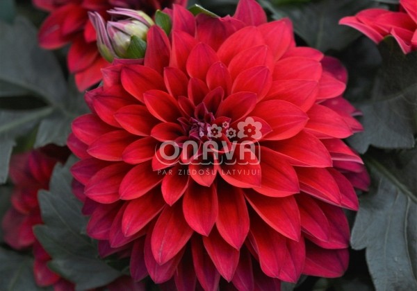 Dahlia hortensis Lubega Power Red