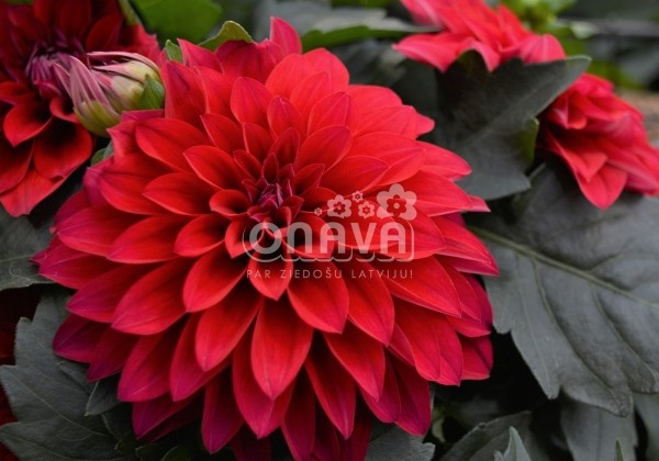 Dahlia hortensis Lubega Power Red