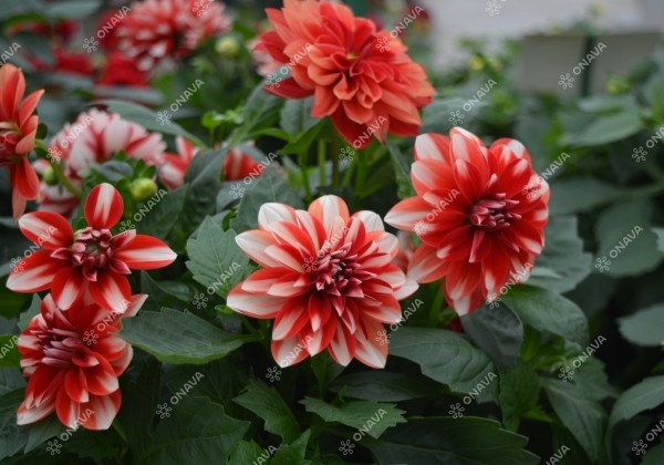 Dahlia hortensis Lubega Power Red White