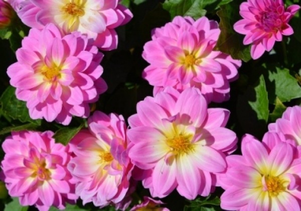 Dahlia hortensis Lubega Power Rose Bicolor