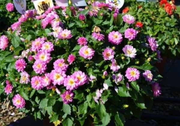 Dahlia hortensis Lubega Power Rose Bicolor
