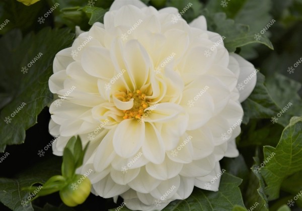 Dahlia hortensis Lubega Power White