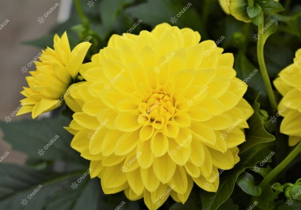 Dahlia hortensis Lubega Power Yellow