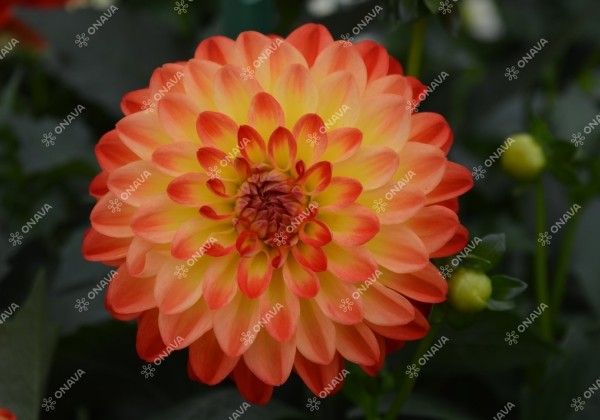 Dahlia hortensis Lubega Power Yellow Orange