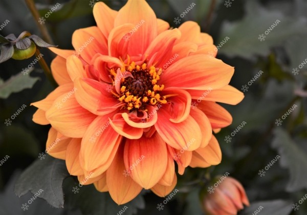 Dahlia hortensis Lubega Power Choco Orange