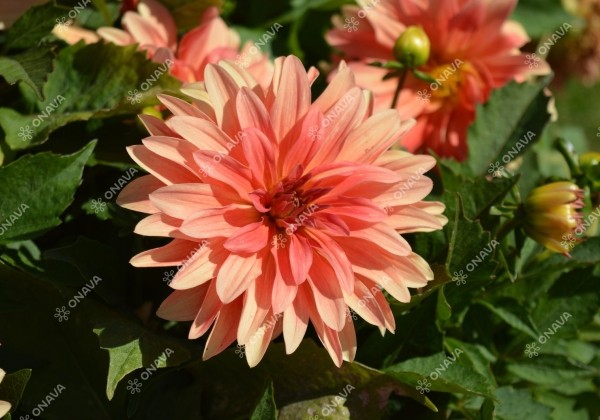 Dahlia hortensis Lubega XL Orange