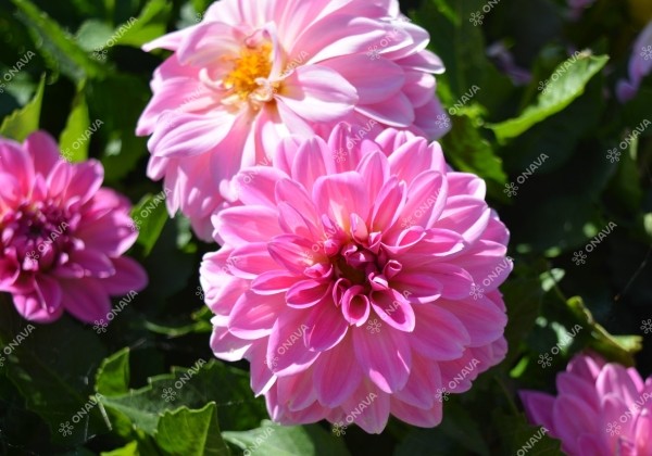 Dahlia hortensis Lubega XL Pink