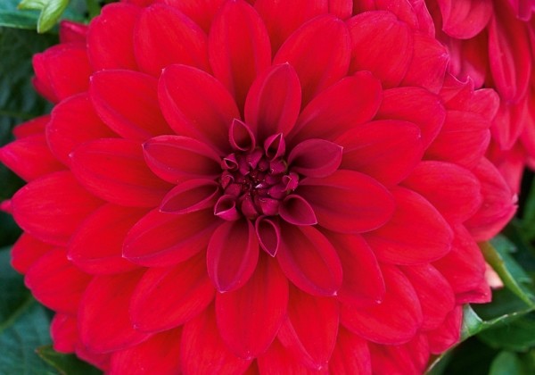 Dahlia hortensis Lubega XL Red