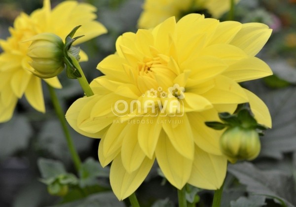 Dahlia hortensis Lubega XL Yellow