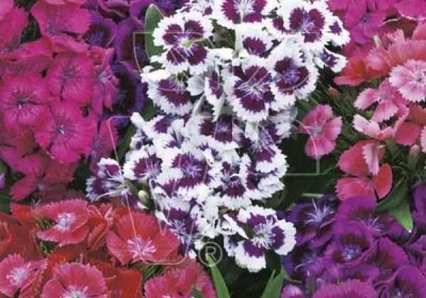 Dianthus barbatus Barbarini Formula Mix